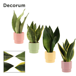 Sansevieria cylindrica – 9cm Pot, 25cm High
