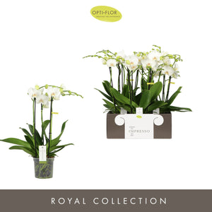 White Phalaenopsis Orchid ‘Mathilde’ – 15cm Pot