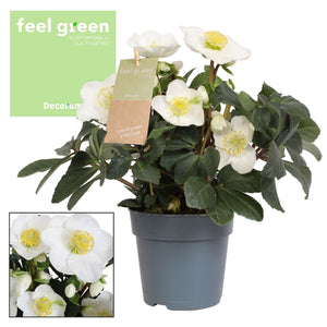 Christmas Carol Hellebore (Helleborus) – 9cm Pot