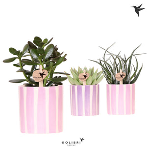 Mixed Succulent Collection in Painted Stripe Ceramic Pot – 9cm