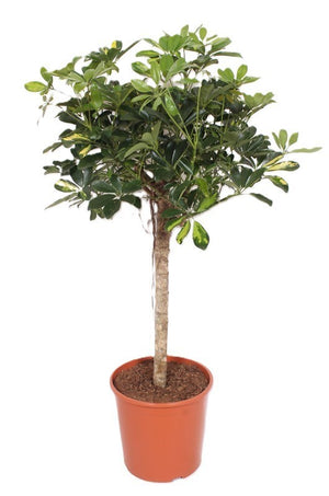 Gold Capella Dwarf Umbrella Tree (Schefflera arboricola) – 30cm Pot