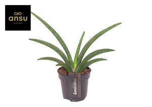 Sansevieria ‘Grand Gazelle’ – 12cm Pot, 50cm High