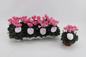 Salmon Cyclamen persicum – 10.5cm Pot