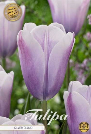 Tulipa Triumph ‘Silver Cloud’ Flower Bulbs – 5 Pack