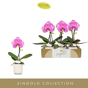 Phalaenopsis Orchid 'Singolo Victorio' – 9cm Pot