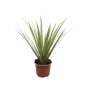 Dracaena Marginata Green – 12cm Pot, 35cm High