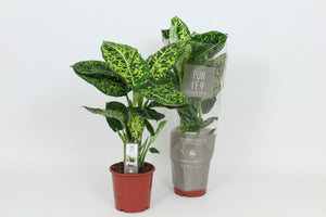 Dieffenbachia ‘Reflector’ – 17cm Pot