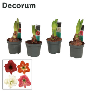 Mixed Hippeastrum (Amaryllis) – 9cm Pot