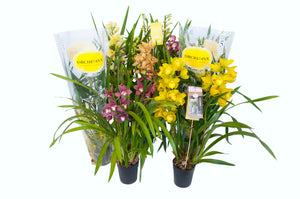 Mixed Cymbidium Orchid – 14cm Pot, 75cm High