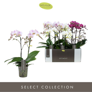 Mixed Phalaenopsis Orchid – 2 Stem, 12cm Pot