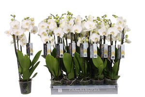 White Phalaenopsis Orchid – 4 Stem, 12cm Pot