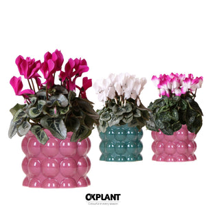 Mixed Cyclamen persicum – 12cm Ceramic Pot