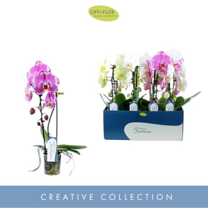 Mixed Phalaenopsis Orchid – 9cm Pot, 50cm High