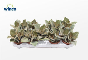 Felt Bush Kalanchoe (Kalanchoe beharensis) – 12cm Pot