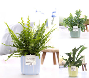 Mixed Fern Arrangement in Ceramic Pot – 12cm