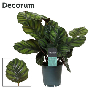 Calathea fasciata Prayer Plant – 12cm Pot, 30cm High