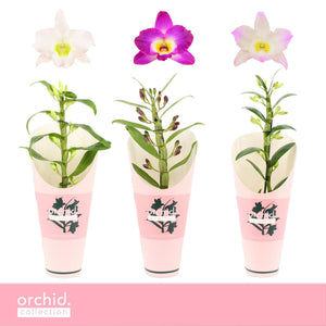Mixed Dendrobium Nobile Orchid – 12cm Pot