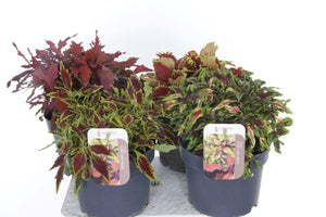 Mixed Coleus ‘Flamethrower’ – 17cm Pot
