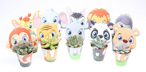 Mixed Succulent in Decorative Pot Cover – 5.5cm Pot