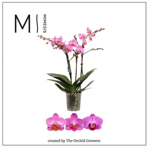 Dark Pink Phalaenopsis Orchid – 12cm Pot, 50cm