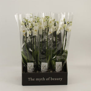 White Phalaenopsis Orchid – 3 Stem, 12cm Pot