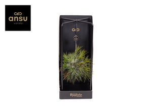 Tillandsia Ionantha Air Plant Collection – 13cm Pot
