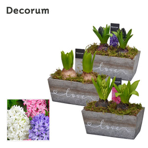 Wooden Love Plant Arrangement – 17cm Pot