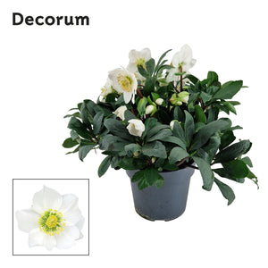 White Hellebore (Helleborus) – 17cm Pot