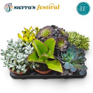Mixed Succulent Collection – 17cm Pot