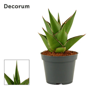 Temple Crown Snake Plant (Sansevieria) – 6cm Pot