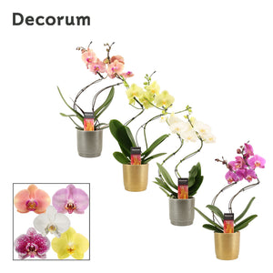 Mixed Phalaenopsis Orchid 'Hurricane' – 12cm Ceramic Pot