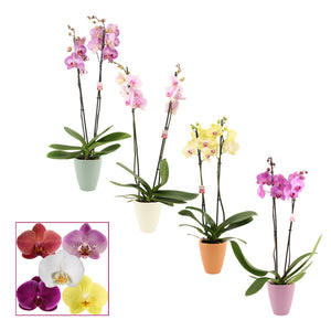 Mixed Phalaenopsis Orchid – 2 Stem, 12cm Ceramic Pot