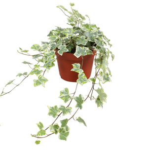Mint Kolibri Ivy (Hedera helix) – 13cm Pot