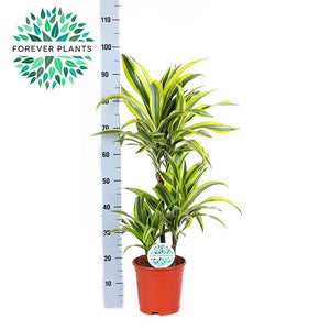 Lemon Lime Dracaena (Dracaena fragrans) – 21cm Pot, 90cm Tall