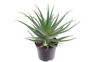 Aloe arborescens – 19cm Pot, Approx. 45cm