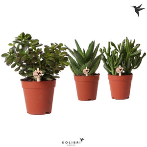 Mixed Succulent Arrangement – 9cm Pot, 23cm High