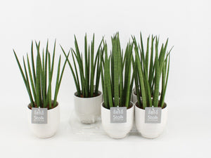 Cylindrical Snake Plant (Sansevieria cylindrica) – 13cm Pot