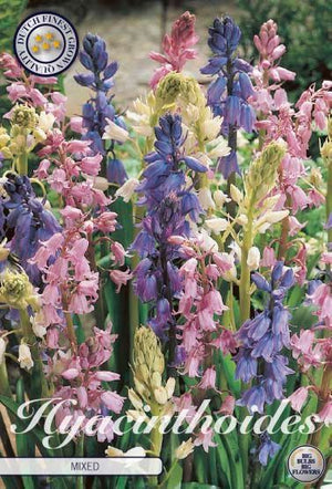 Mixed Spanish Bluebell Flower Bulbs (Hyacinthoides hispanica) – 8/9