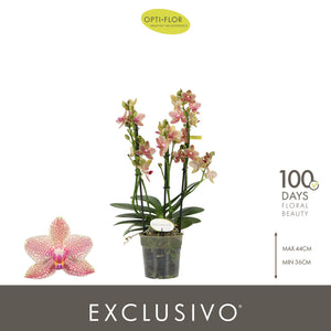 Yellow Phalaenopsis Orchid 'Athena' – 12cm Pot