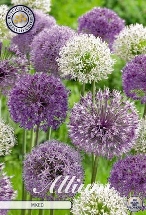 Mixed Allium Flower Bulbs – Pack of 5