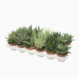 Mixed Aloe and Haworthia Succulent – 8.5cm Pot