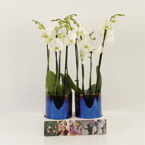 White Phalaenopsis Orchid – 4 Stem, 12cm Pot