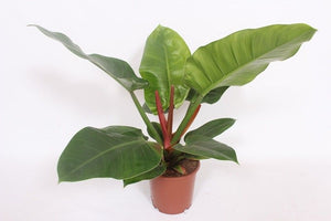 Philodendron Imperial Green – 17cm Pot, 60cm High