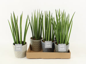 Cylindrical Snake Plant (Sansevieria cylindrica) – 13cm Pot