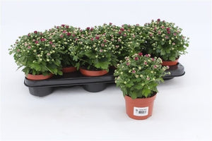 Purple Chrysanthemum (Indicum Group) – 10.5cm Pot