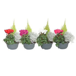 Patio Plant Arrangement in 19cm Plastic Dish