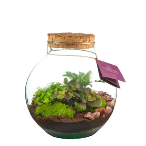 Large Venus Flytrap Terrarium – 26cm Glass Bowl