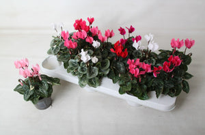 Pale Pink Small-Flowered Cyclamen (Cyclamen persicum) – 9cm Pot