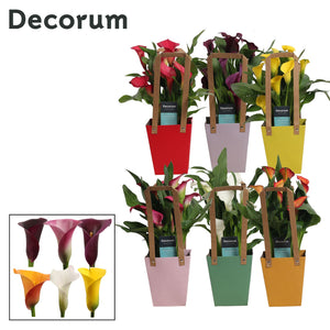 Mixed Zantedeschia Calla Lily Gift Plant – 12cm Pot