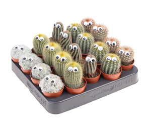 Mixed Cactus Collection with Decorative Eyes – 5.5cm Pot